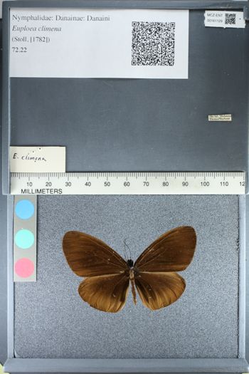 Media type: image;   Entomology 161129